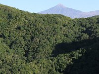 E, Santa Cruz de Tenerife, Los Sillos, Montes del Agua 5, laurel cloud forest, Saxifraga-Dirk Hilbers